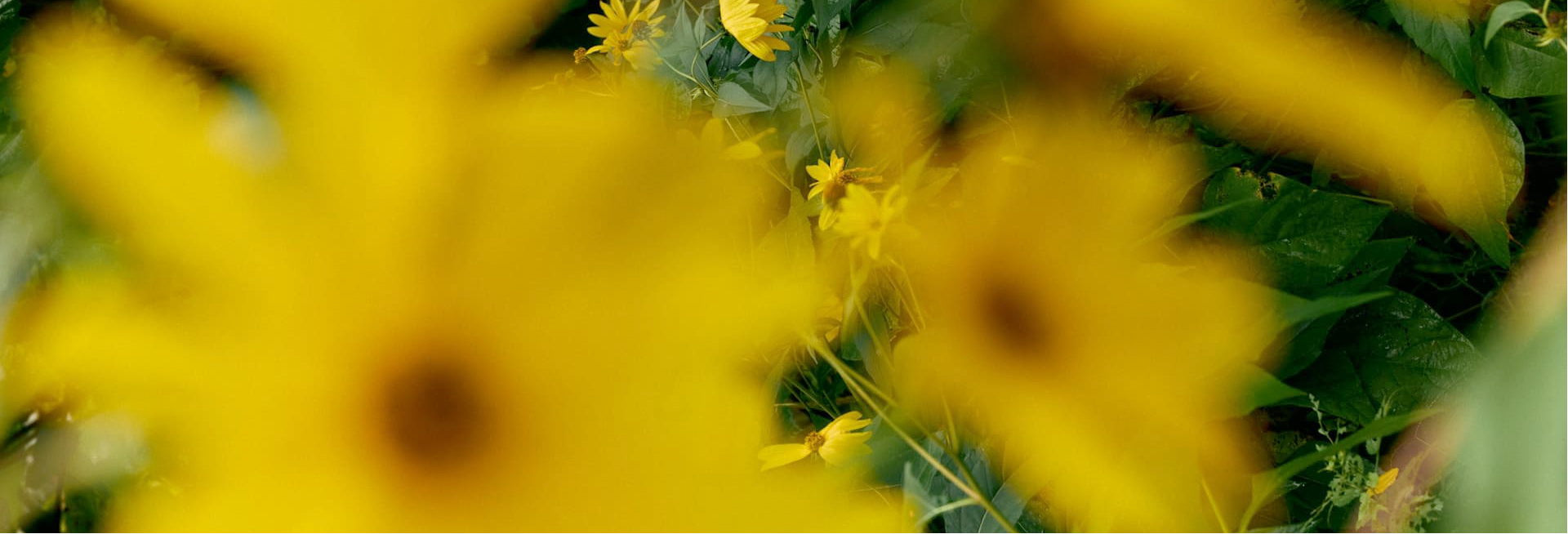 <p>About Us</p>